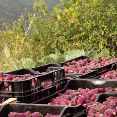 Figues de Barbarie du Contour précieux Oden